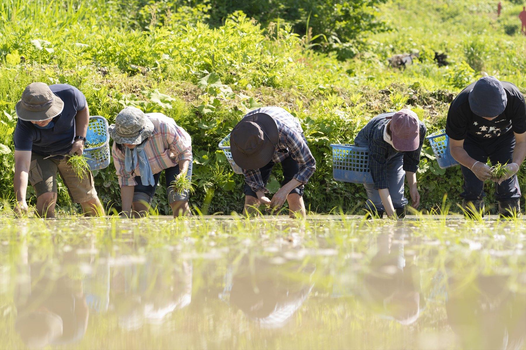 お隣さんと会話をしながら、リズミカルに苗を植えていく。その昔、四方山話でもしながら、苗を植えていたのかな。
