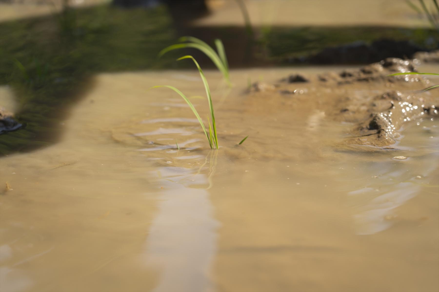 5月25日に植えた苗は7月になると、いったいどうなっているのかな。それは、次回のお楽しみ!