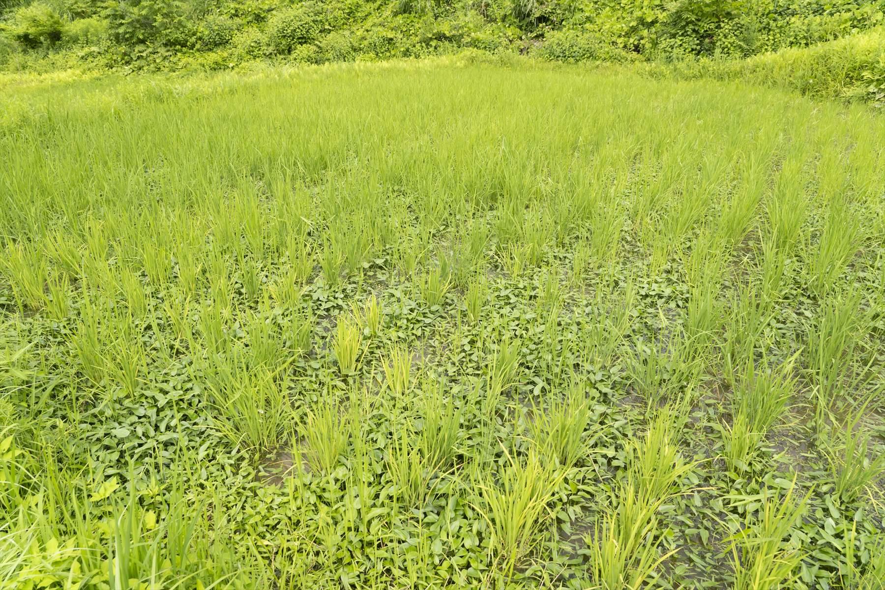 苗と苗の間に、見慣れない草たちがびっしり。なんと、地面が見えないほど。これは手強い。