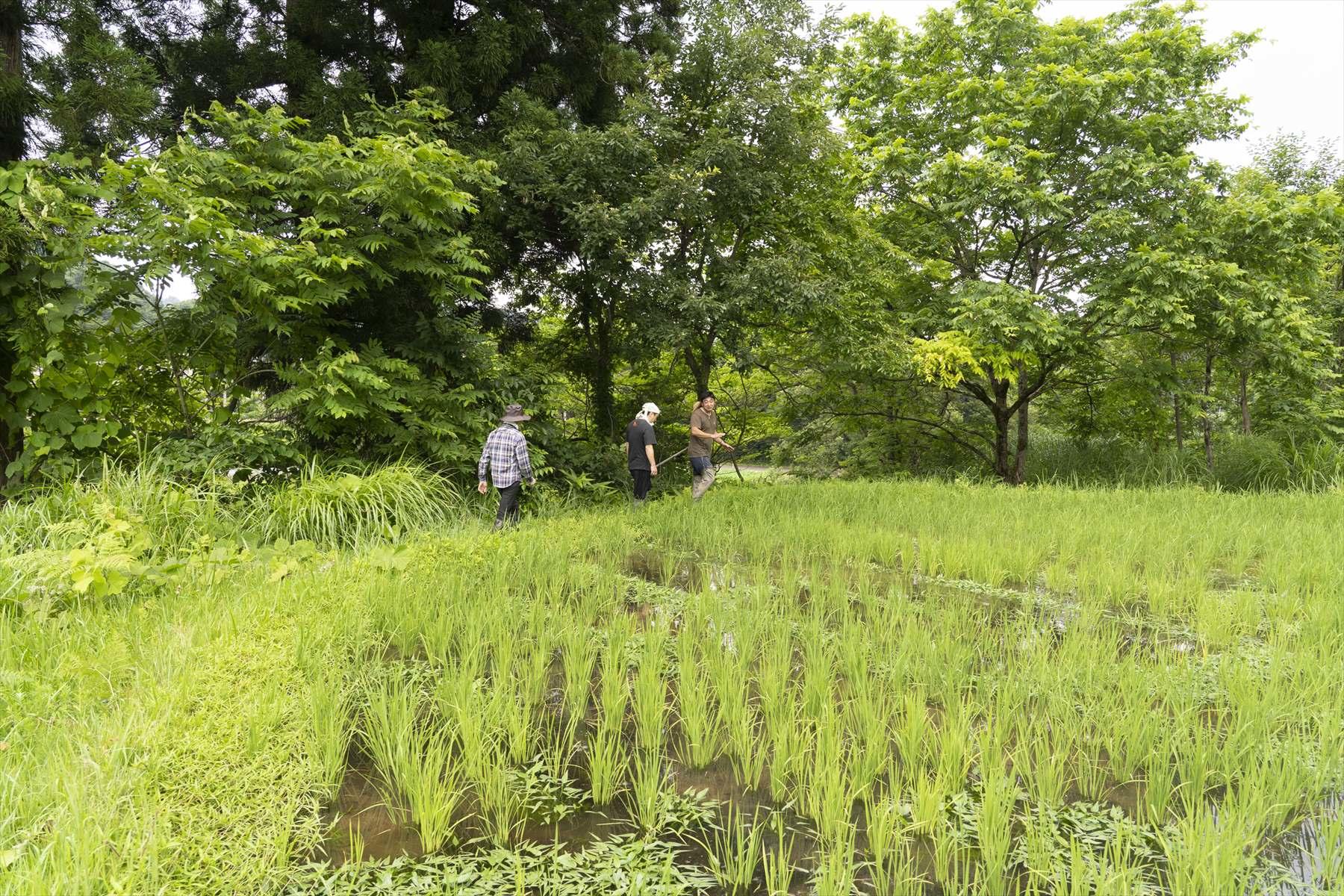 7月8日。苗はこんなに大きくなりました。
