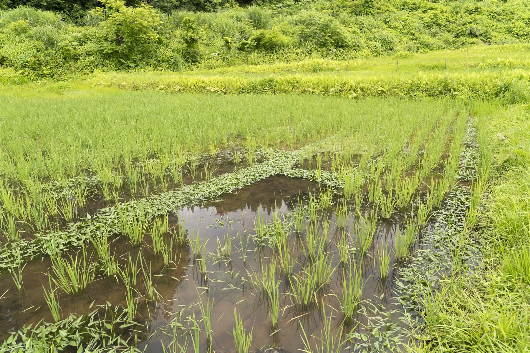 えぇぇえええぇえ。思わず、声が出た田んぼの姿。きちんと植えたと思っていたけれど、見事に歯抜け状態。