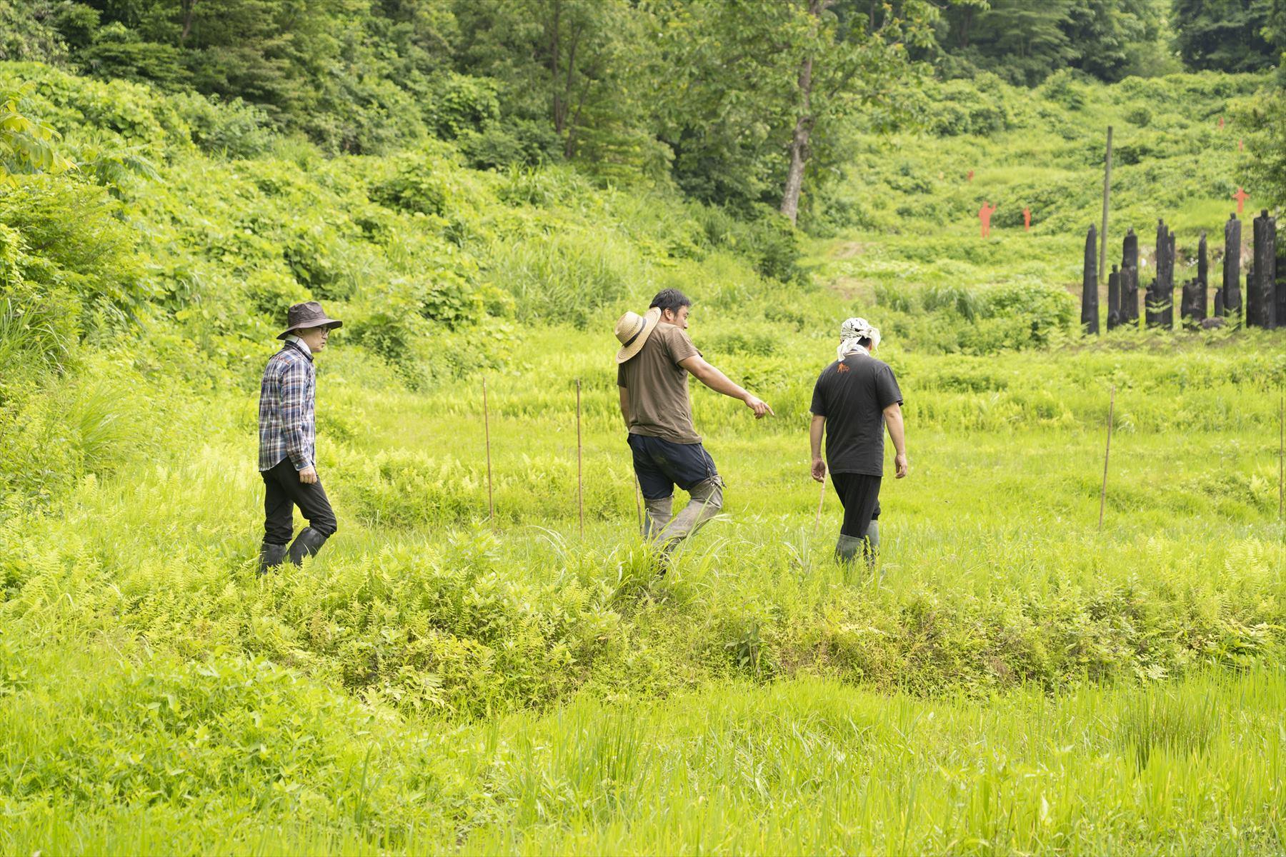 畦の雑草は膝まで伸びていたりして、その成長力にびっくり。緑の絨毯などと呑気なことを言ってられないなぁ。