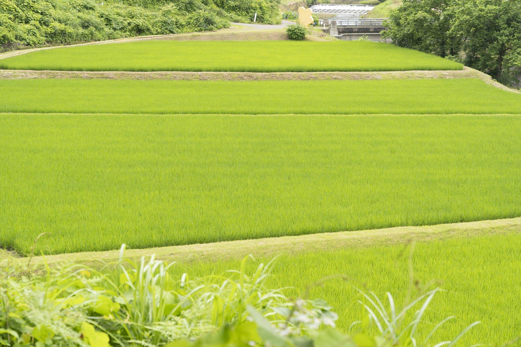 隣の芝生は青いとはよく言ったもので、隣の田んぼを見れば、きれいに並んだ苗、雑草の気配もない畦に唖然。