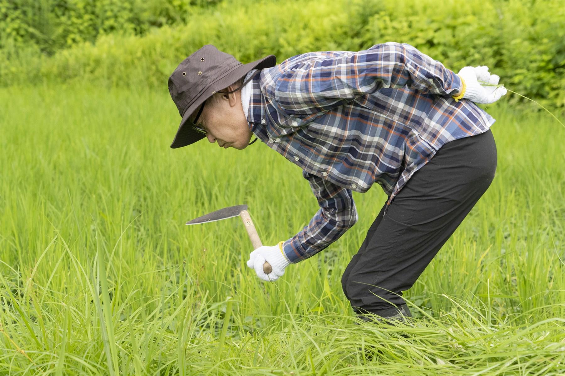教えられたことを忠実に守って草刈りに励む藤原智美さん。鎌を持たない手は危ないから、しっかりと後ろにね。