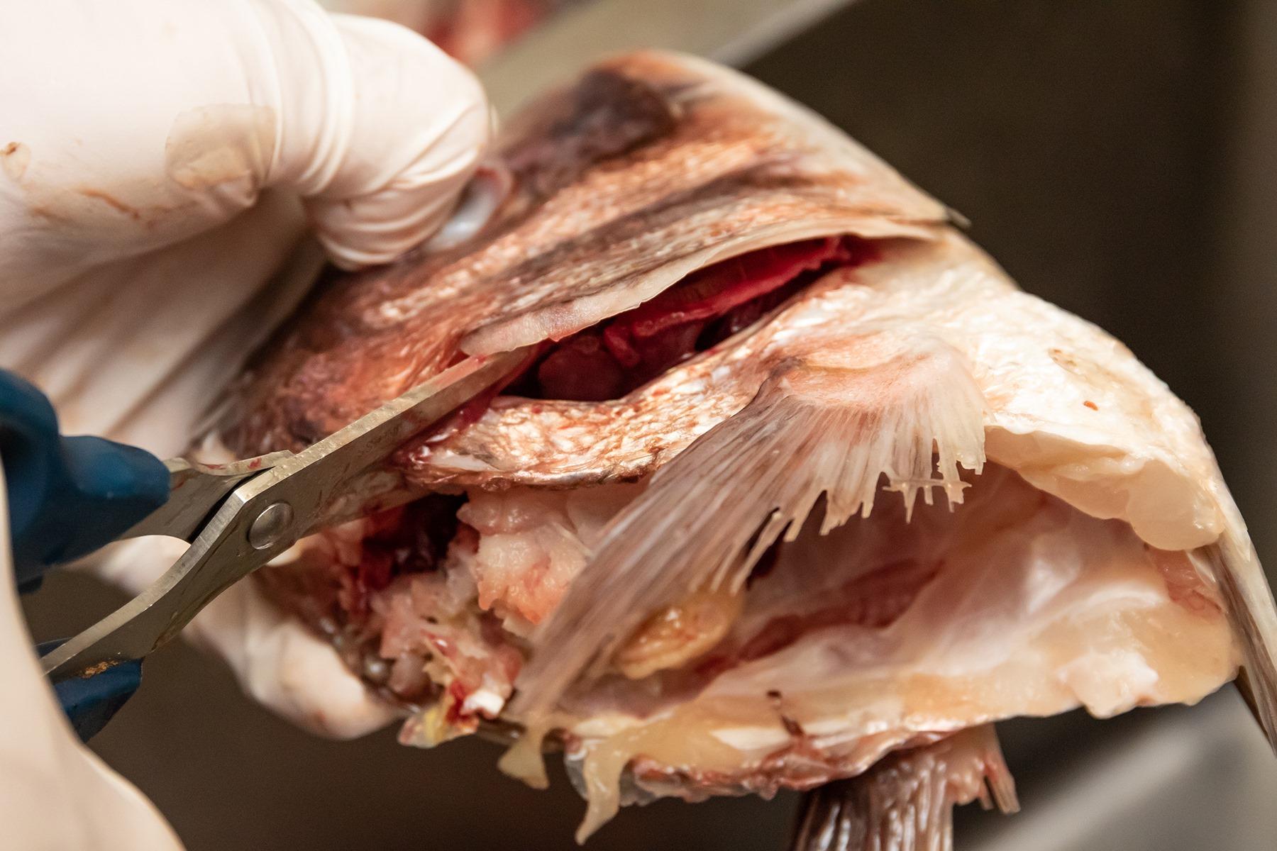 アラは顎と頭の2つに分け、流水で洗いながら、それぞれ丁寧に下処理を施す。