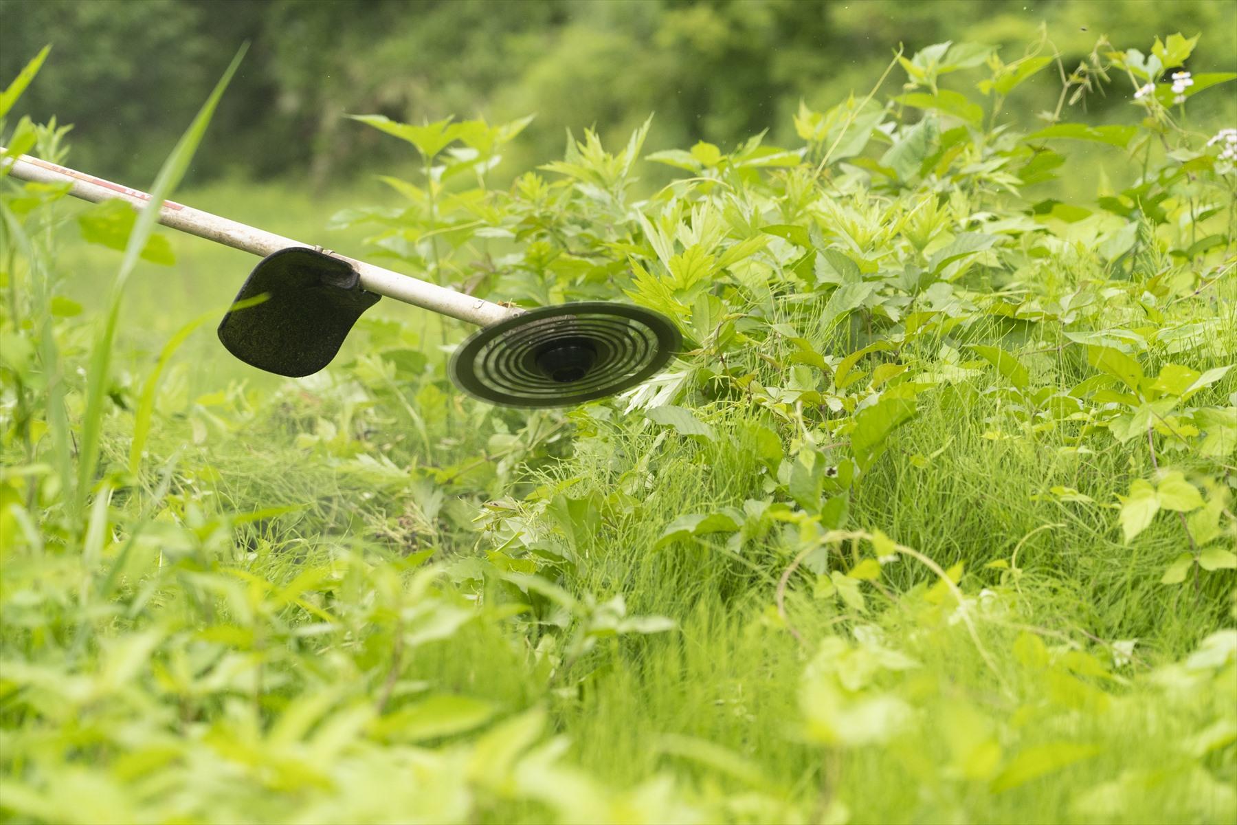 左の写真の鎌と比べると、ビーバーの破壊力は、いったい何人力なんだろう？