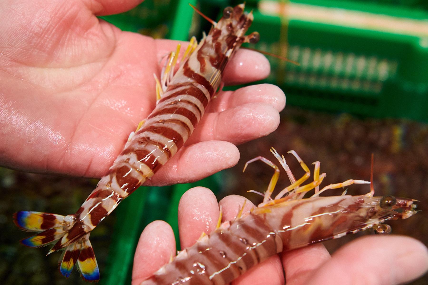左が天然もの。右が養殖のもの。