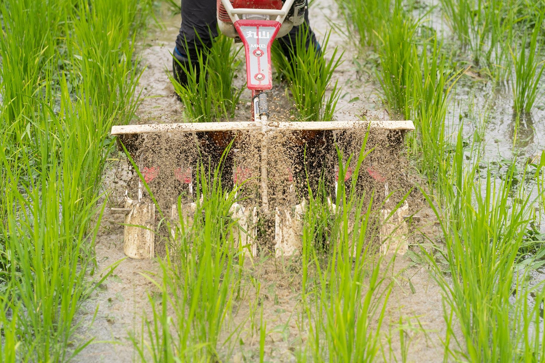 イネとイネの間の雑草を圧し潰す