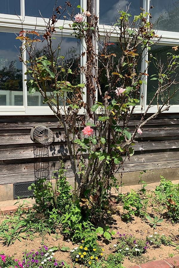 大森さんの写真