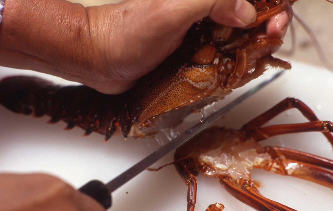 伊勢海老のワタを取る