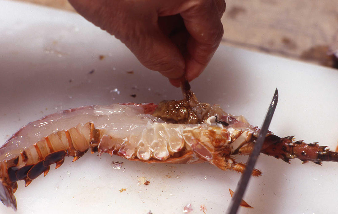 伊勢海老のワタを取る