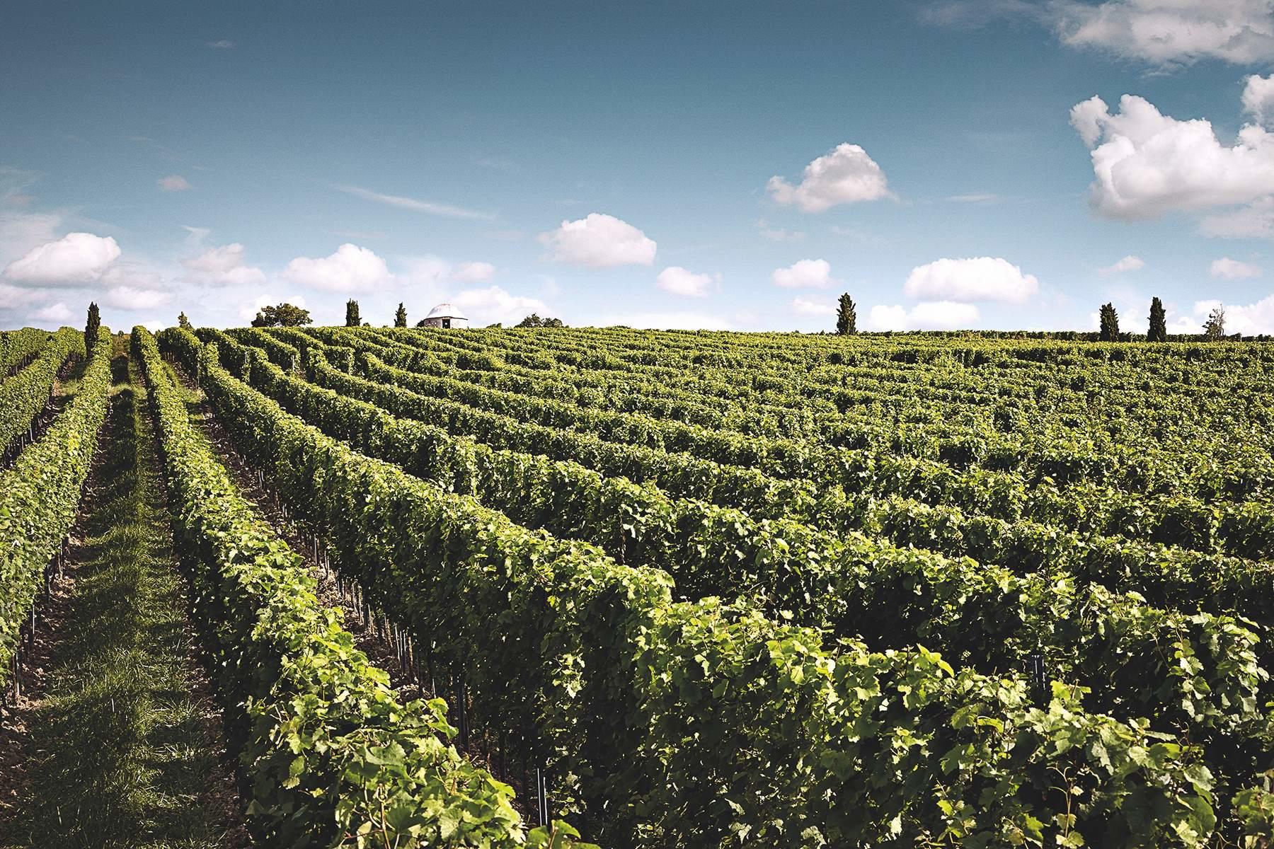 ヴィットマン・モアシュタインの畑