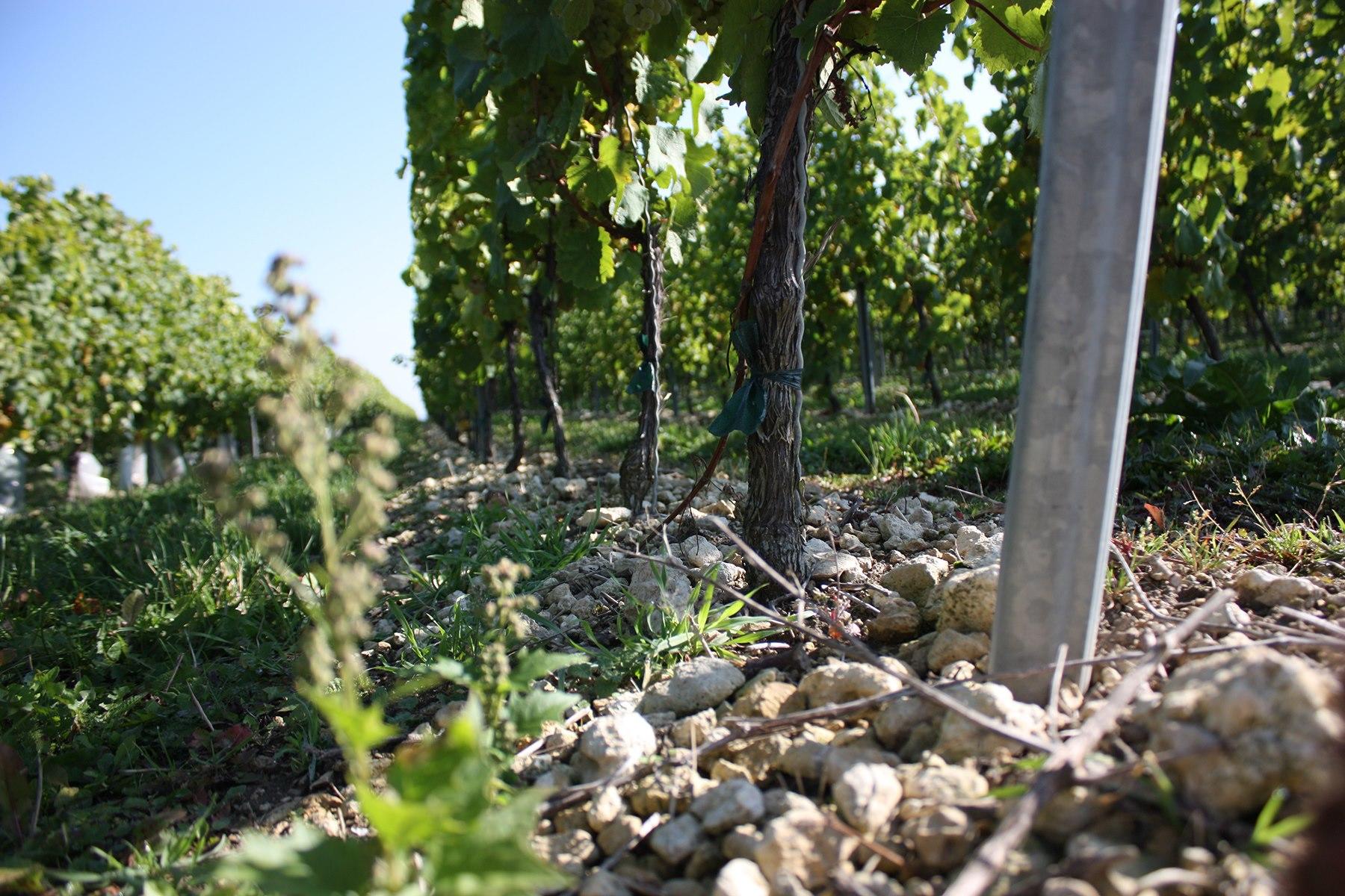 トゥーレの石灰質土壌