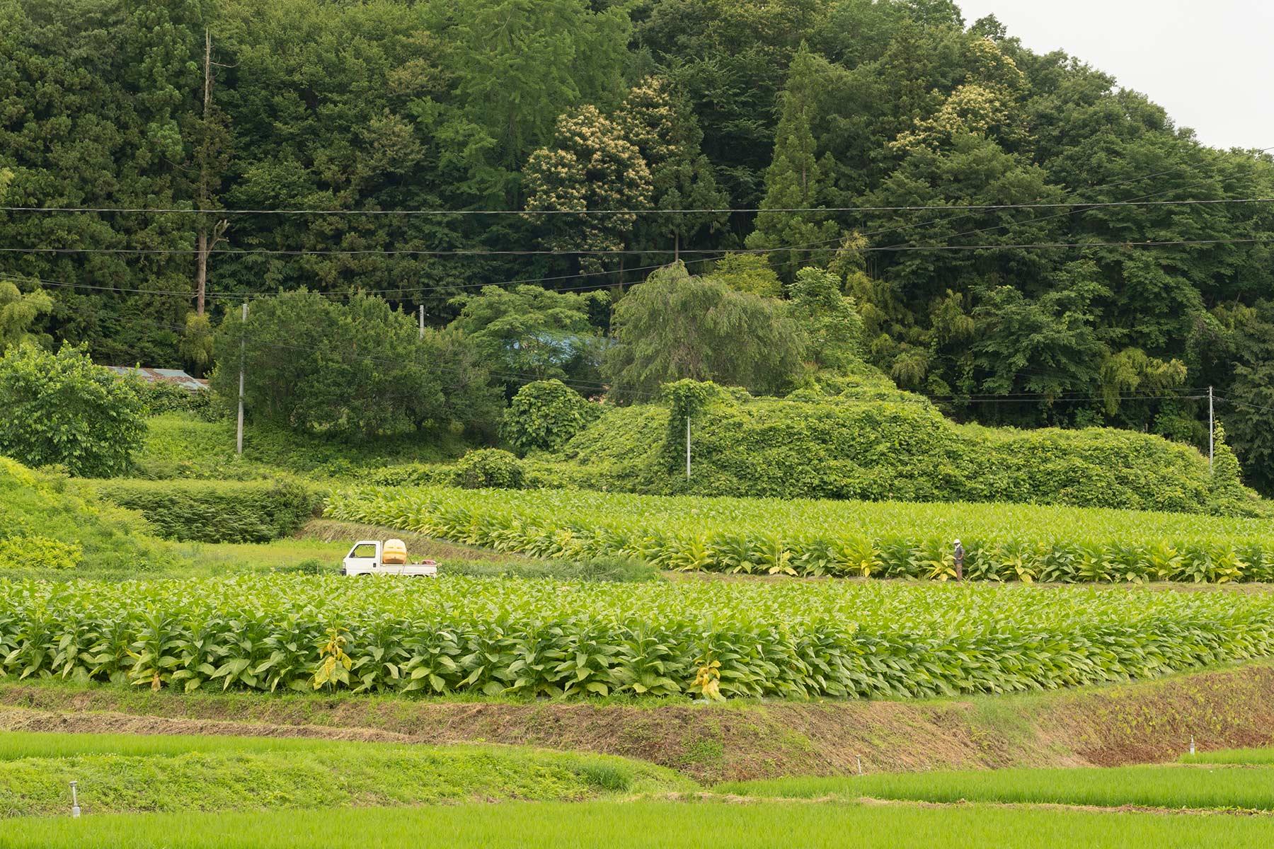 葉たばこ畑