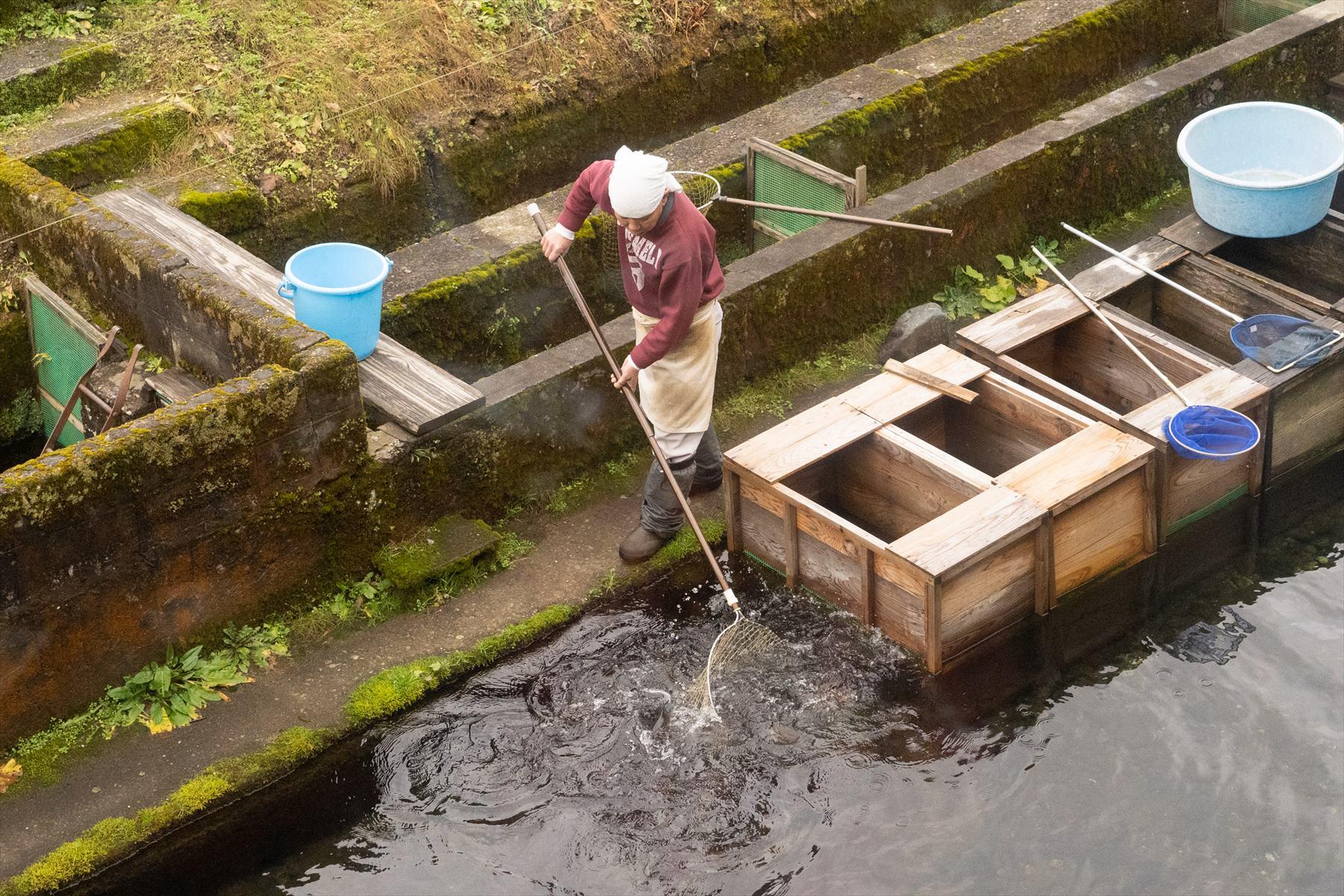 魚をすくう様子