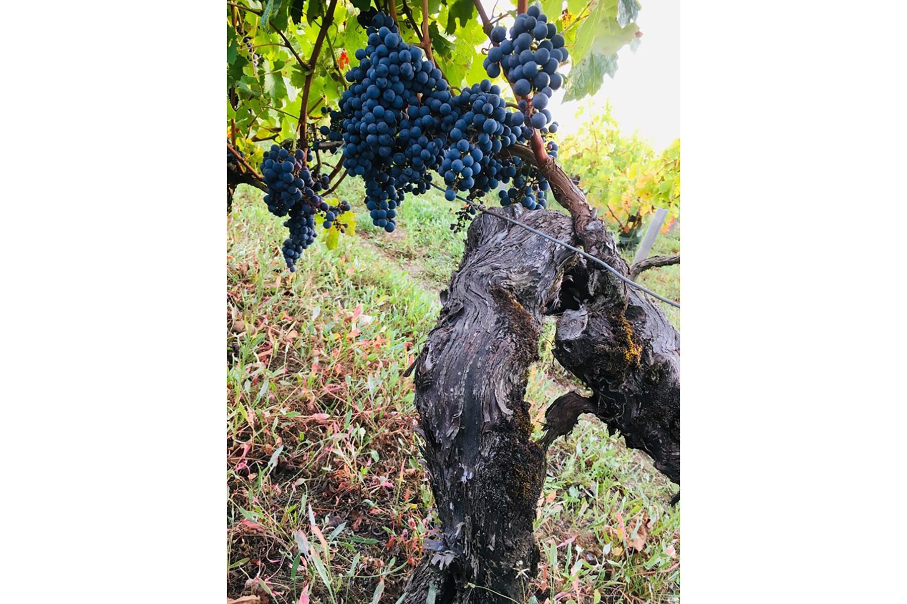 カベルネ・ソーヴィニヨン