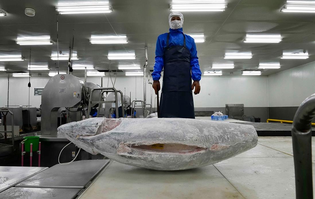 冷凍マグロの解体の様子