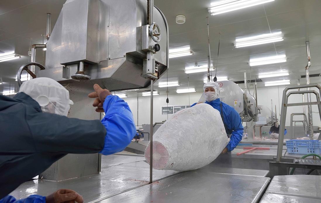 冷凍マグロの解体の様子