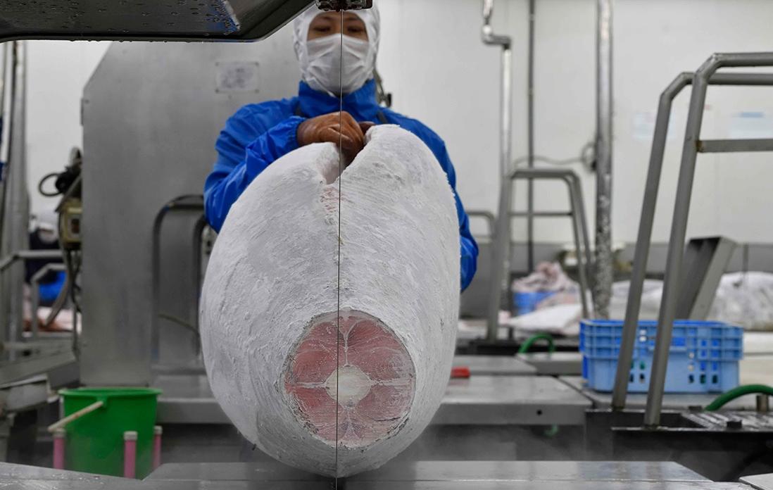 冷凍マグロの解体の様子