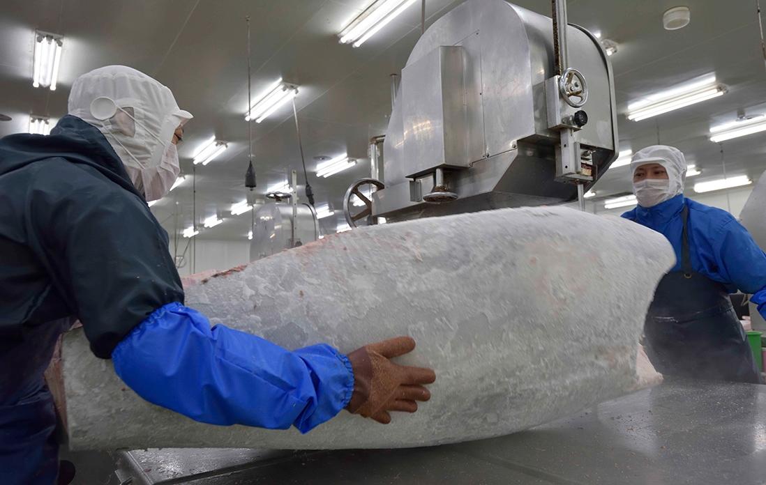 冷凍マグロの解体の様子