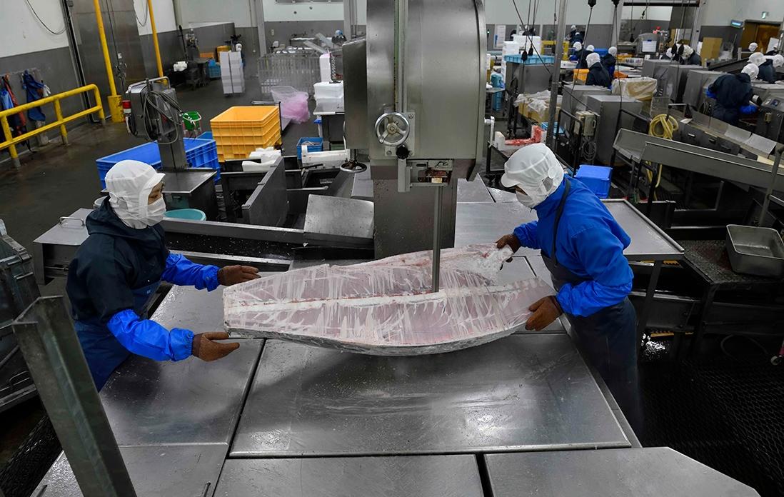 冷凍マグロの解体の様子