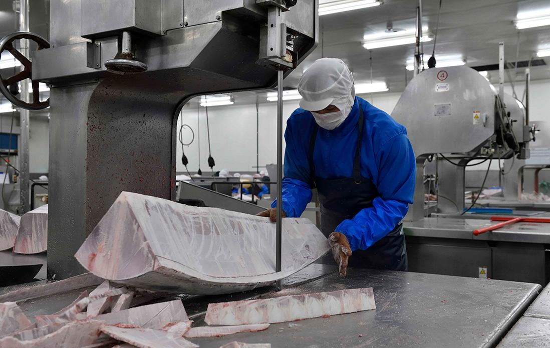 冷凍マグロの解体の様子