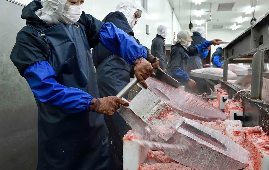 冷凍マグロの解体の様子