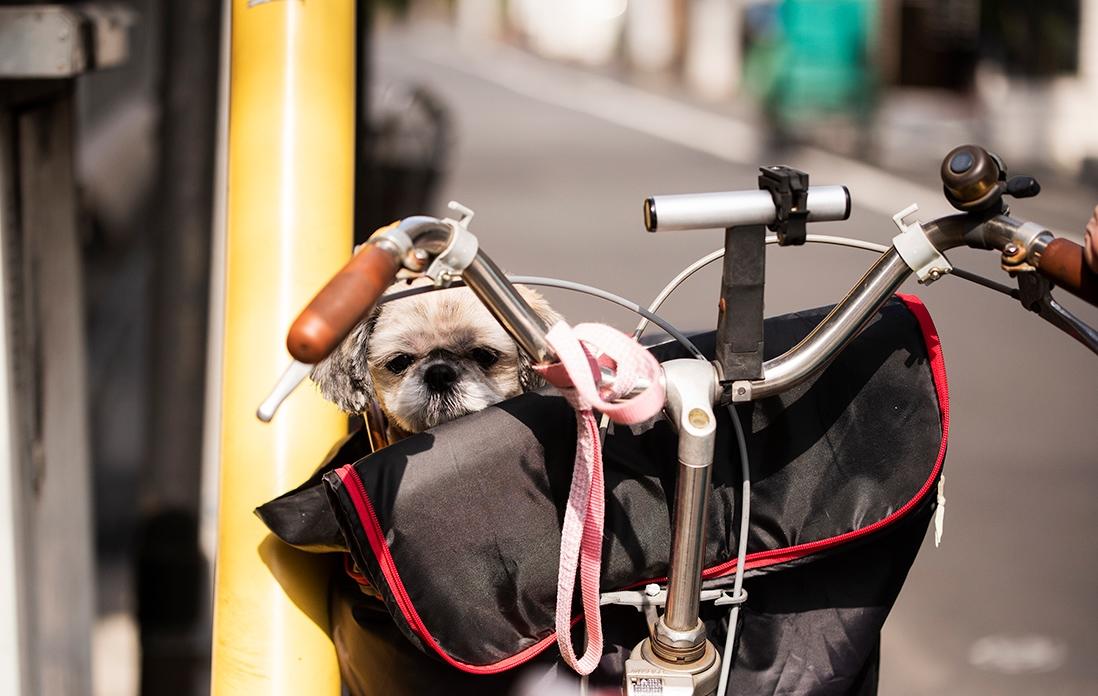 自転車と犬