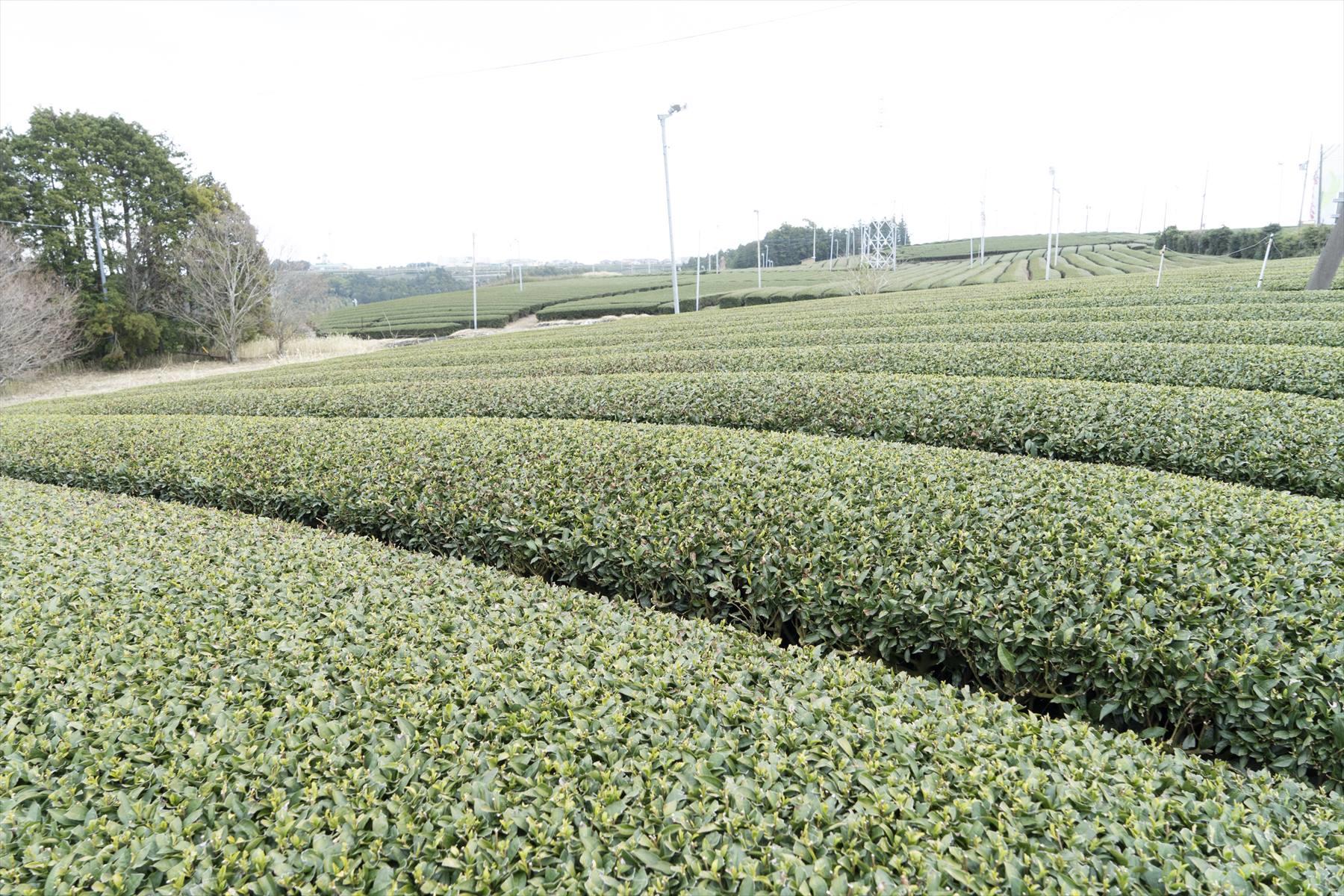 茶畑