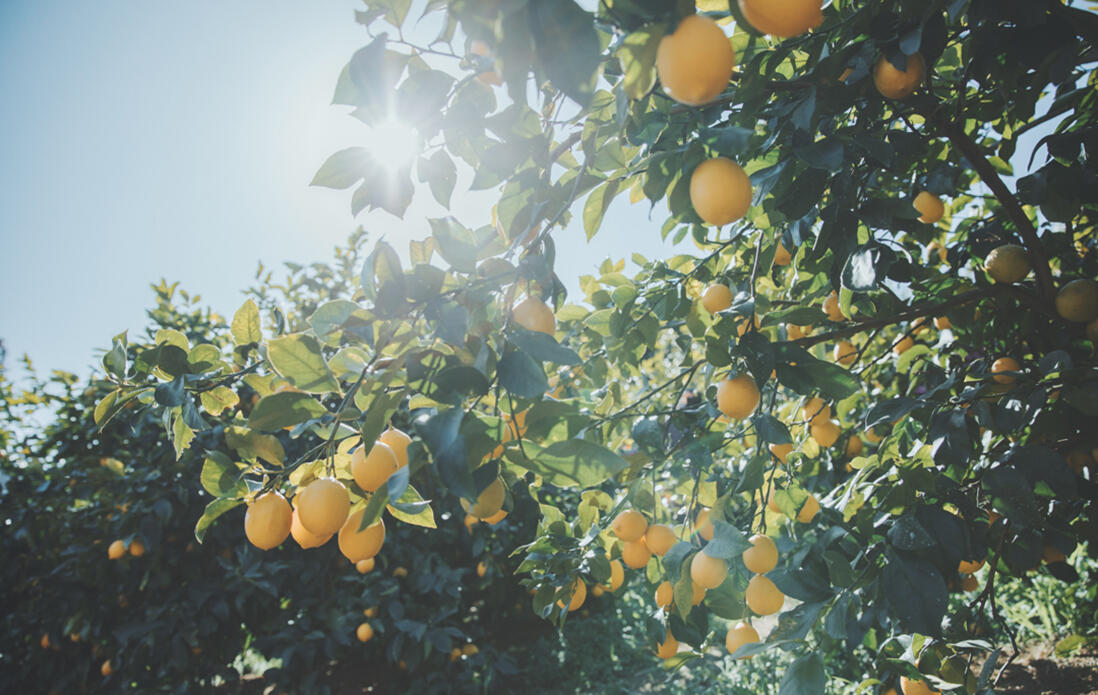 広島・瀬戸田の片山さんのレモン