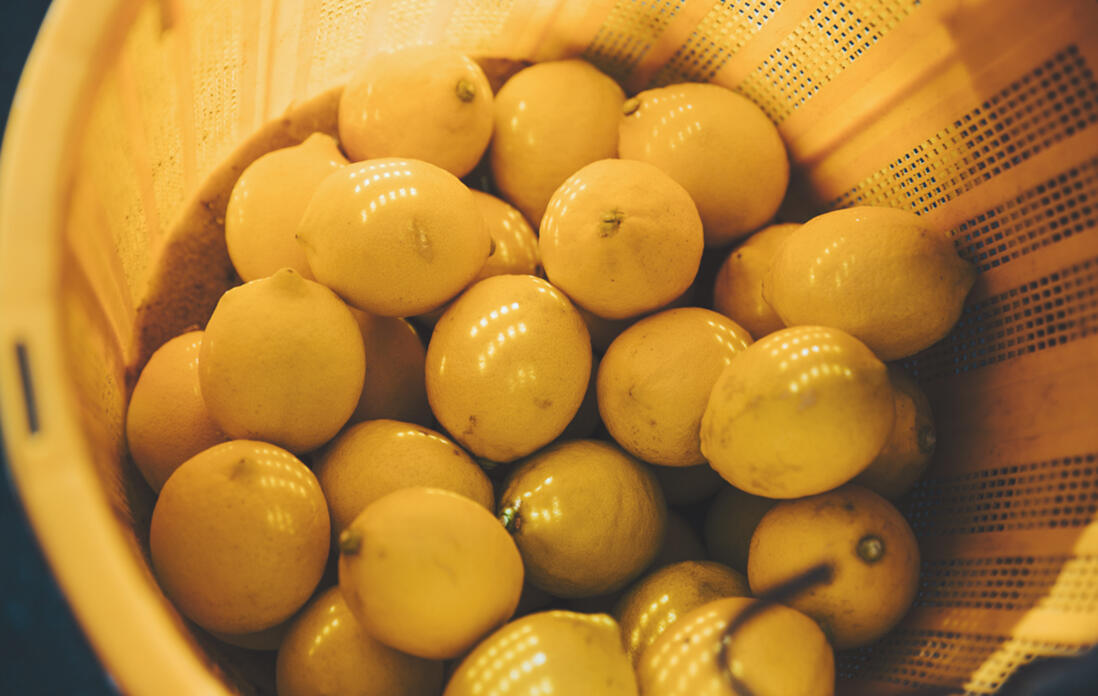 広島・瀬戸田の片山さんのレモン