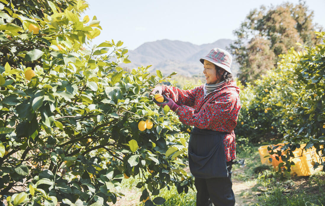 広島・瀬戸田の片山さんのレモン