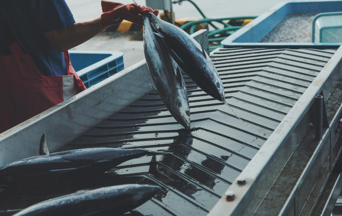 静岡・御前崎市の本枯節の卵かけご飯