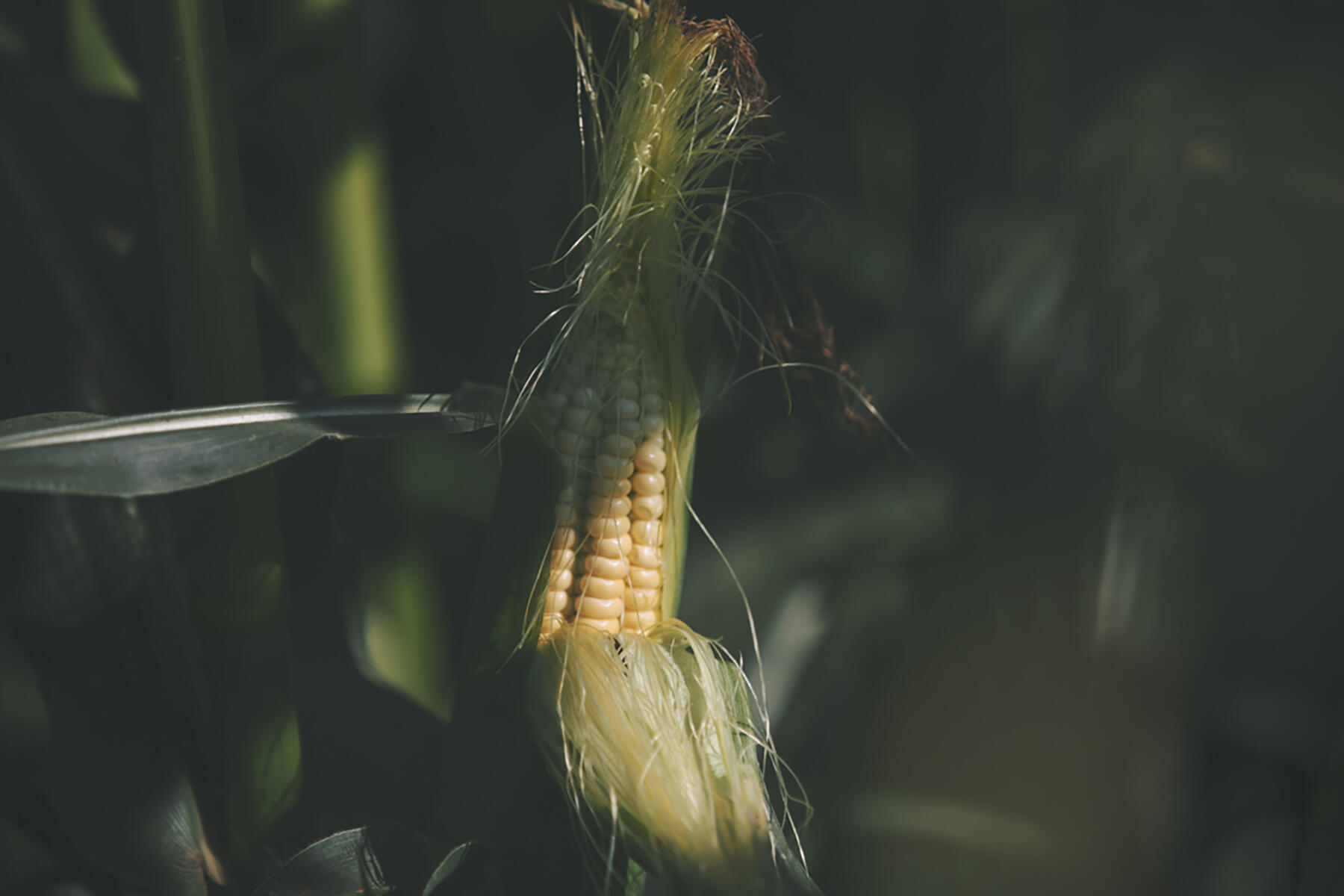 北海道・三笠町の及川さんの八列とうきび