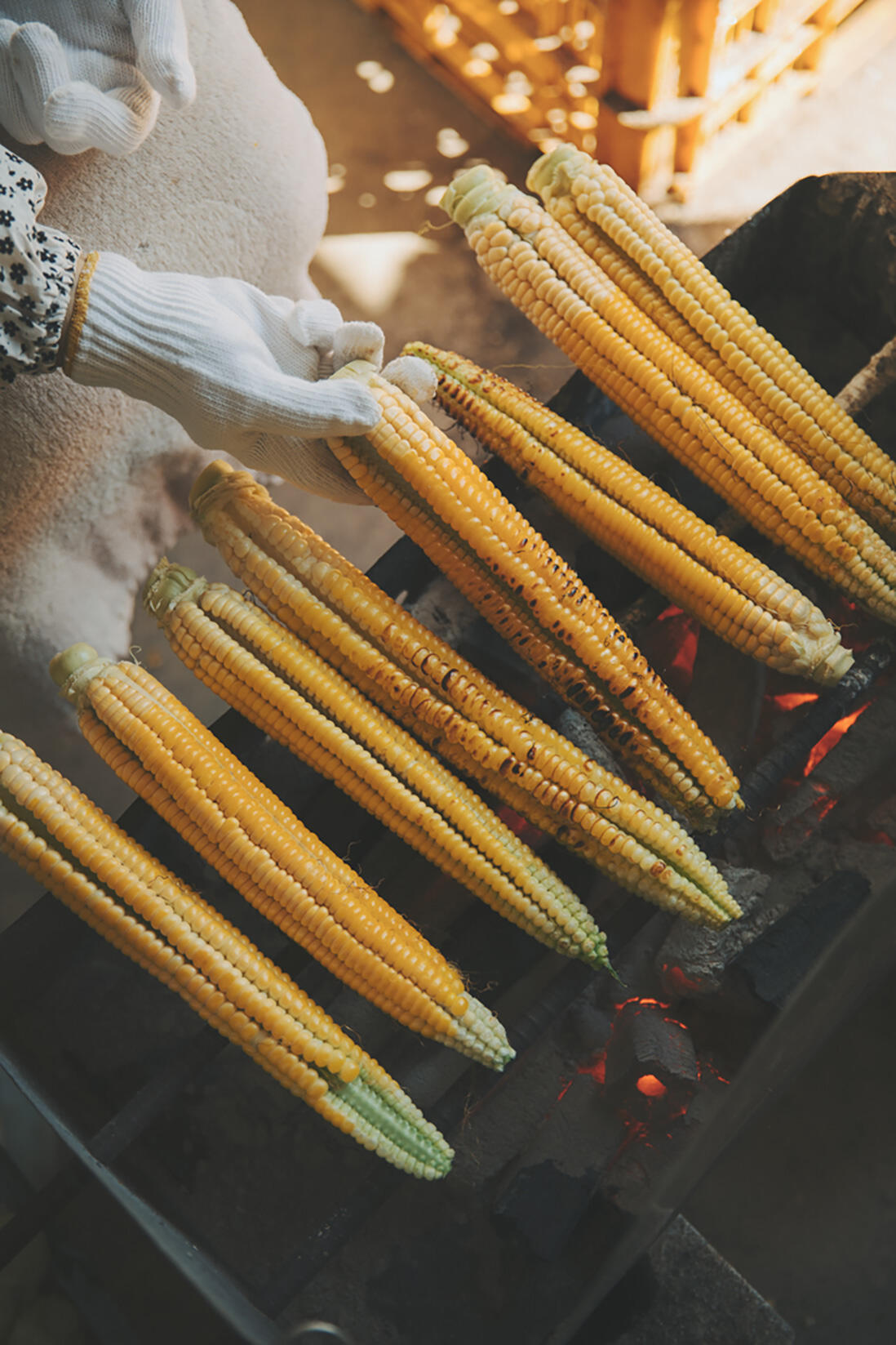 北海道・三笠町の及川さんの八列とうきび