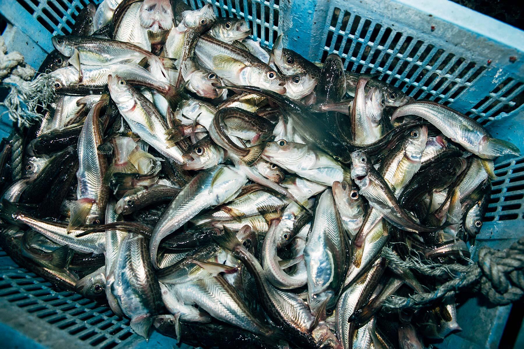 青森・西津軽のハタハタ