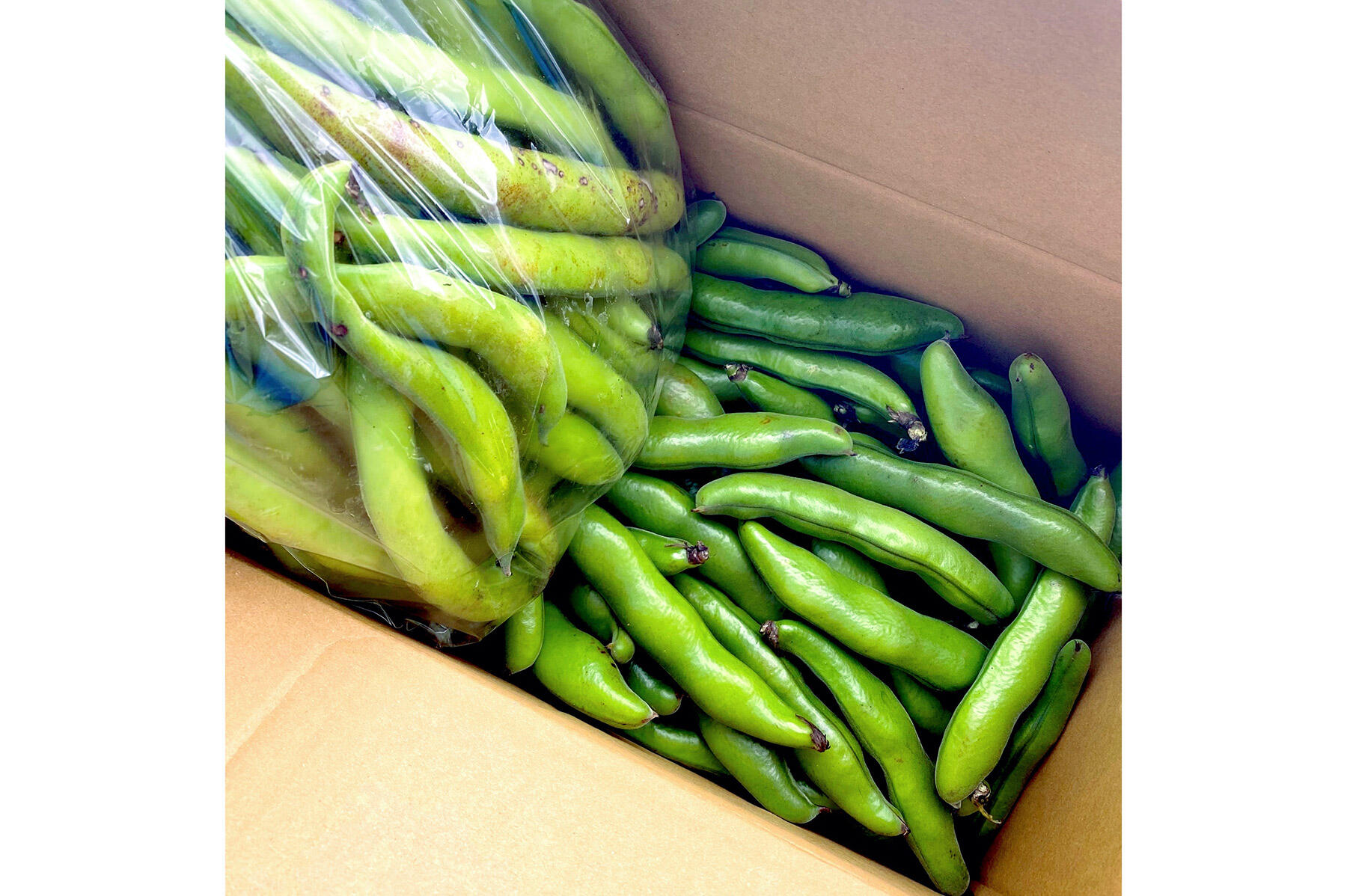 箱いっぱいのそら豆が届きました！