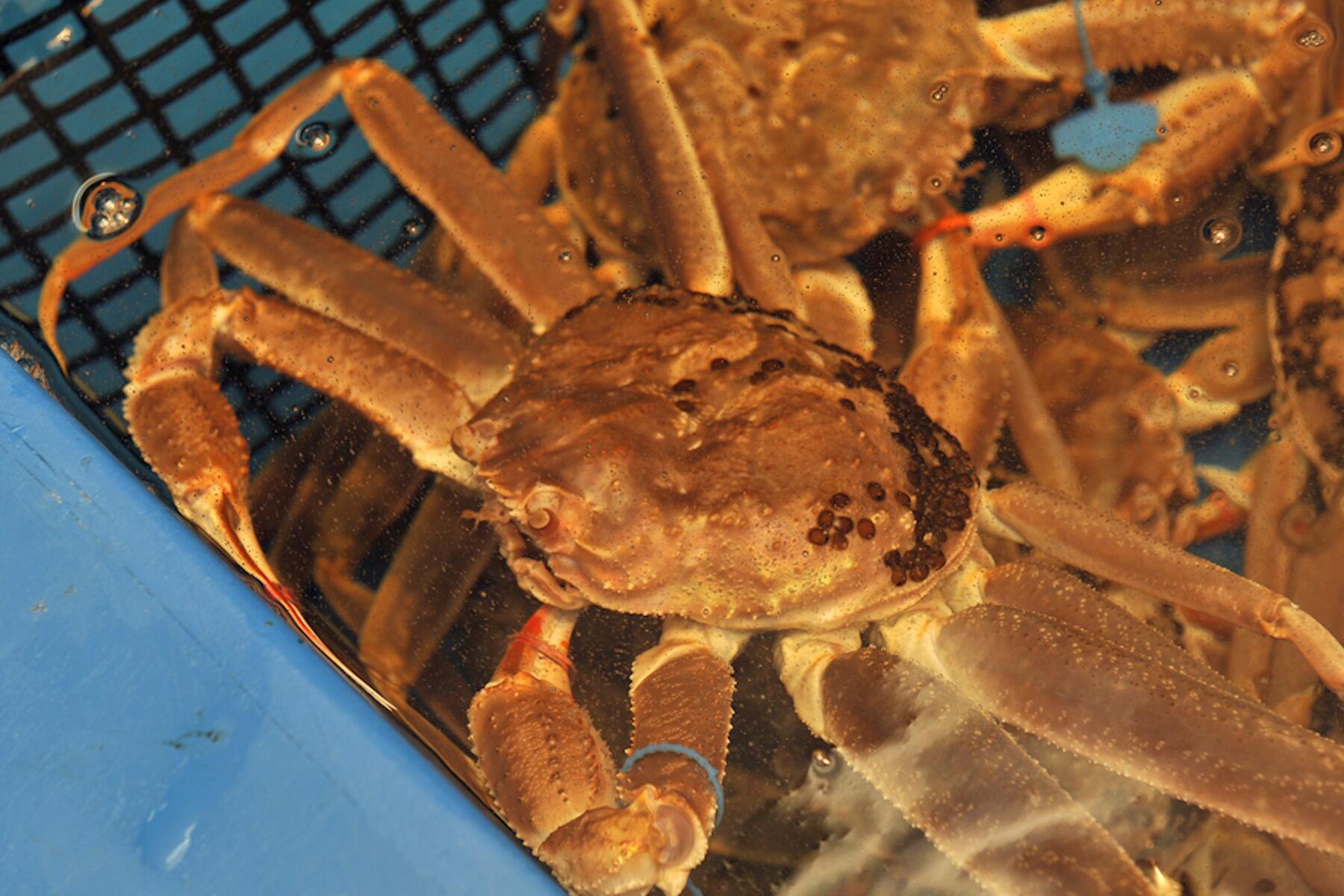 ズワイガニ