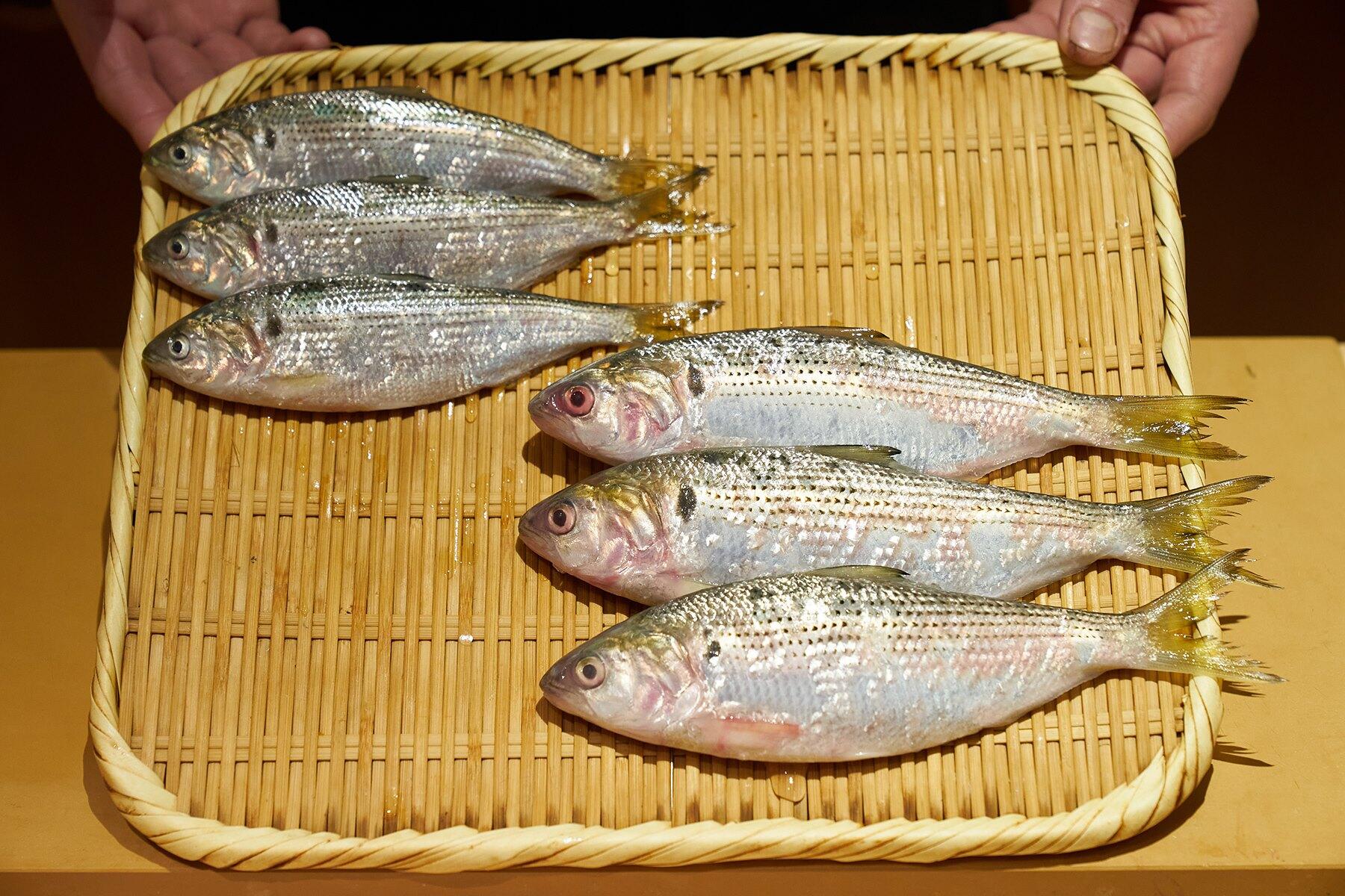 比較用に並べた魚
