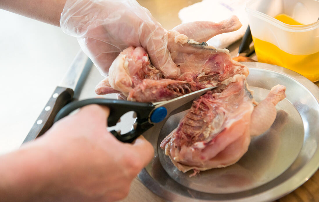 ひな鶏を捌く