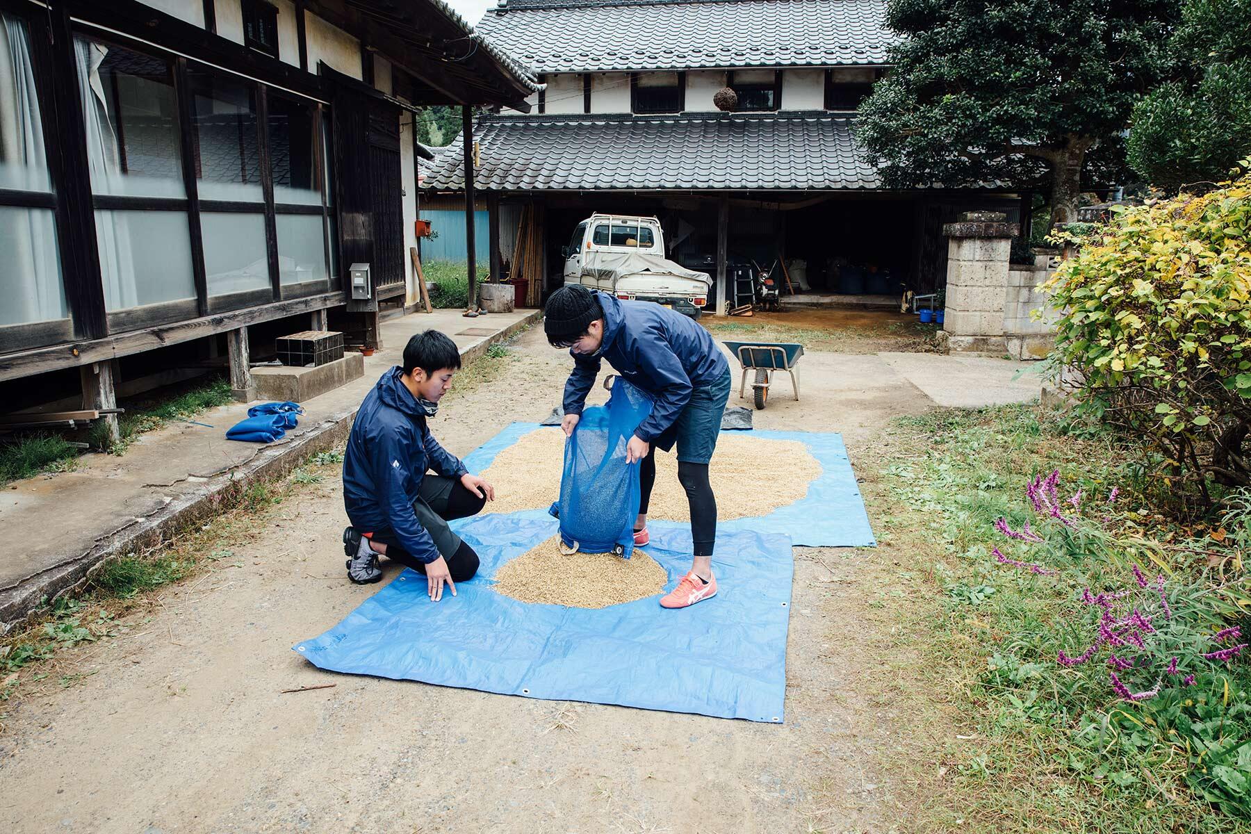 米をブルーシートに広げる