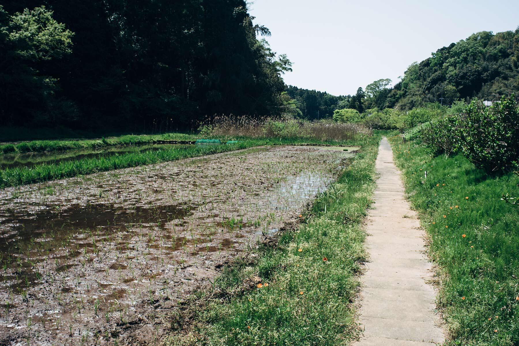 田んぼ