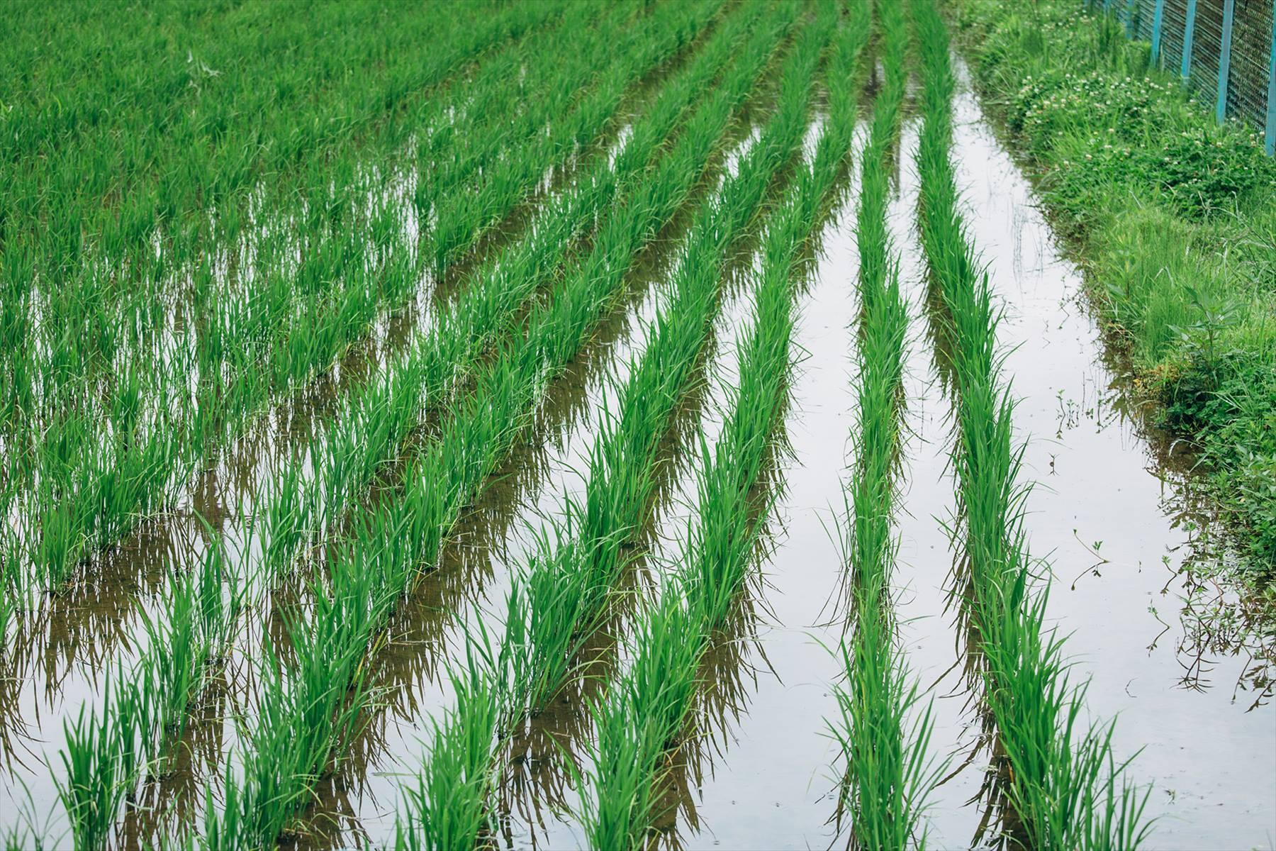 田んぼ
