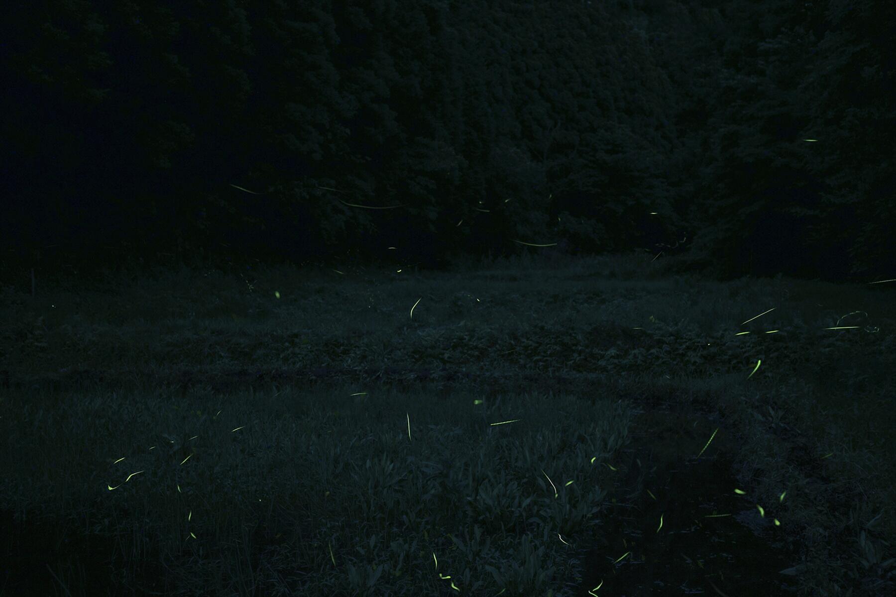 田んぼとホタル