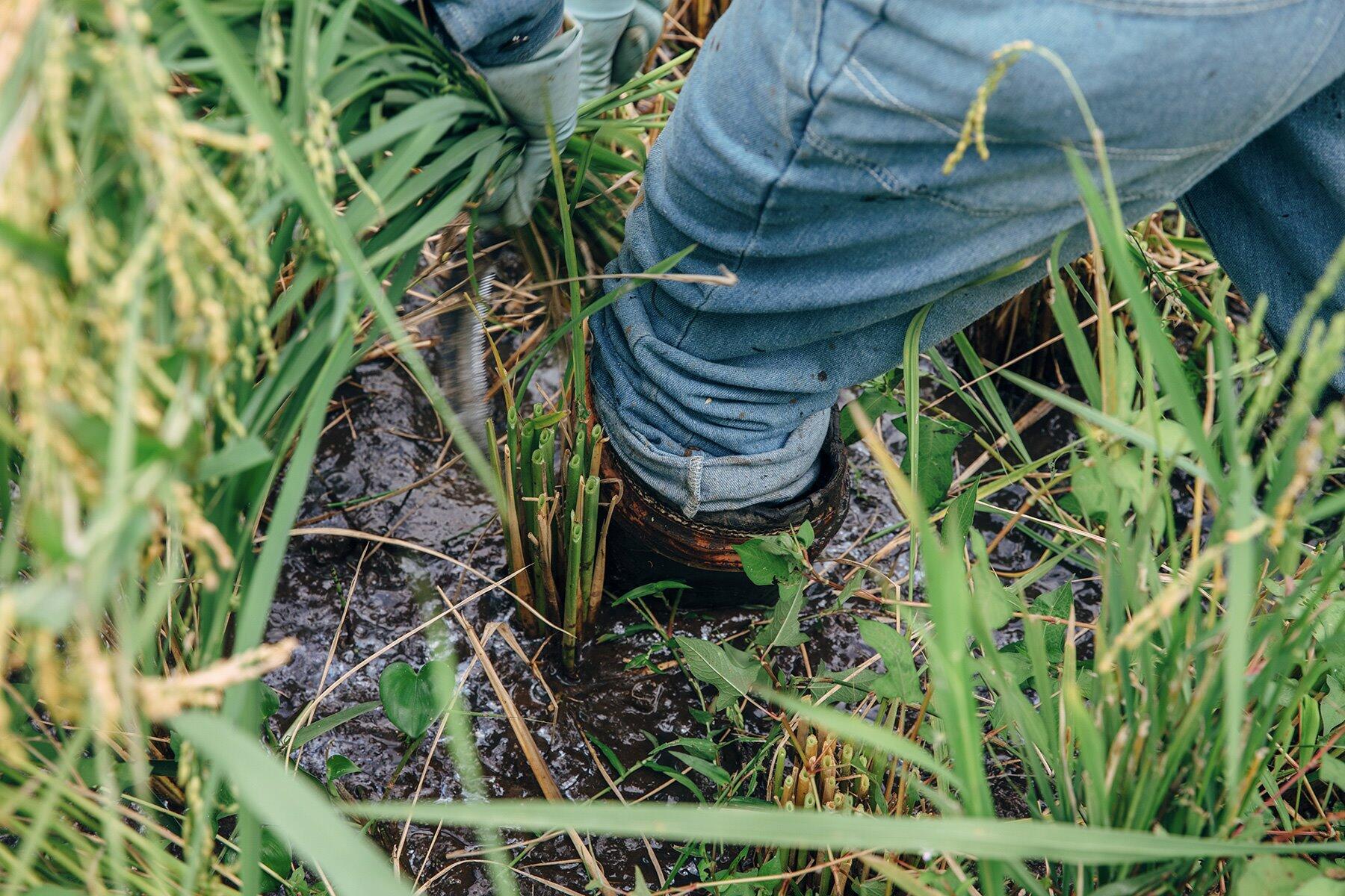 田んぼに入った足