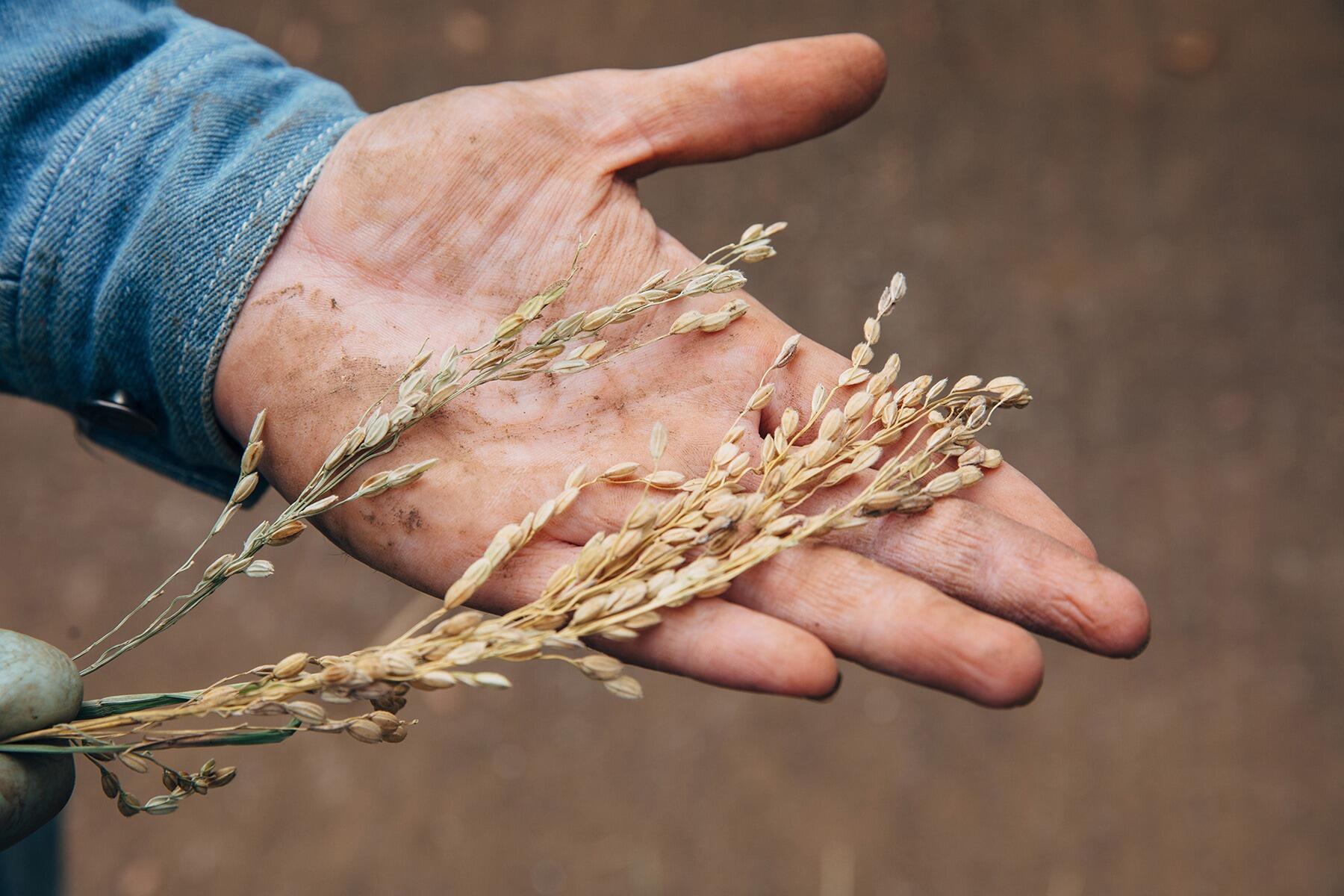 穂を持つ手