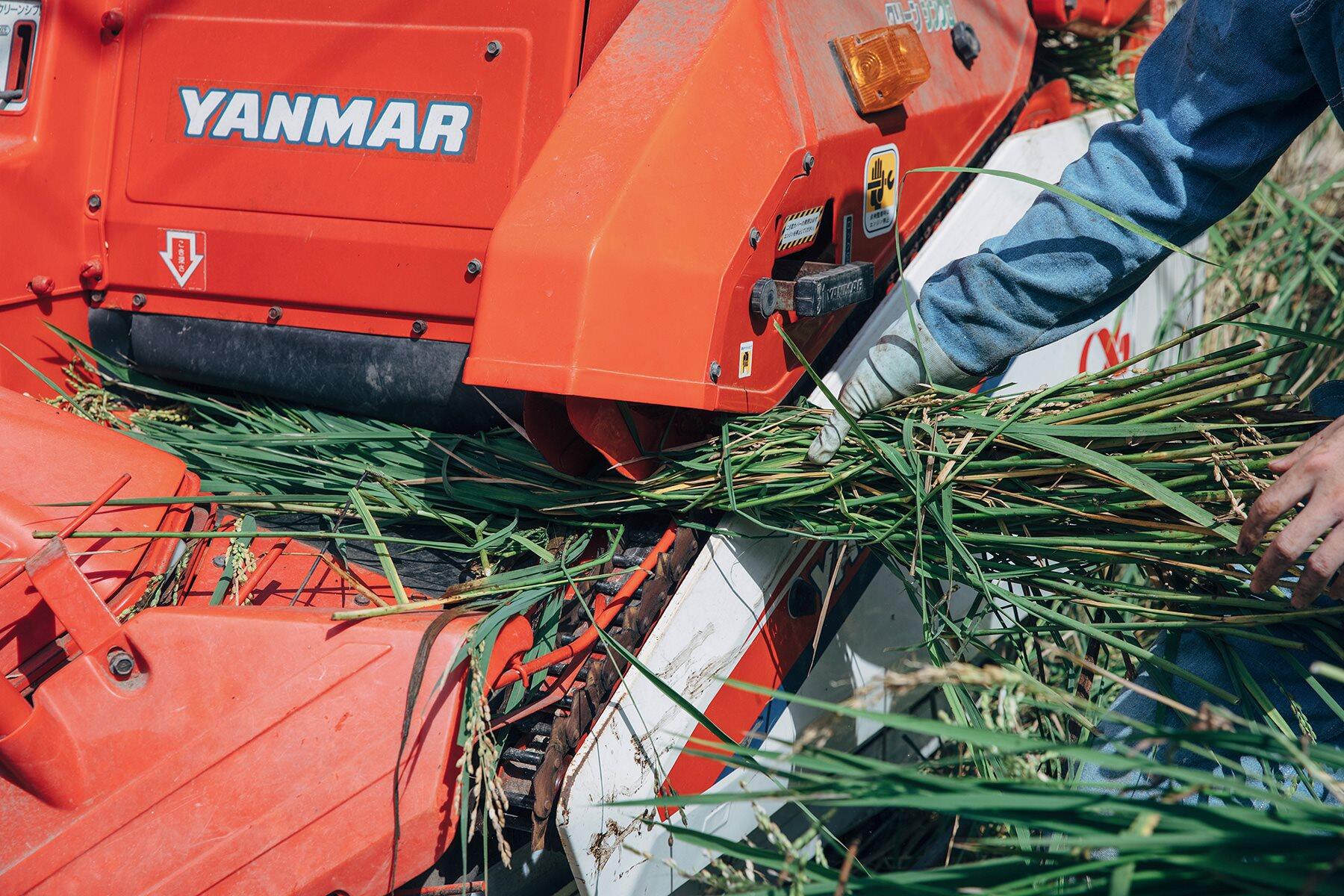 コンバインに稲を通す