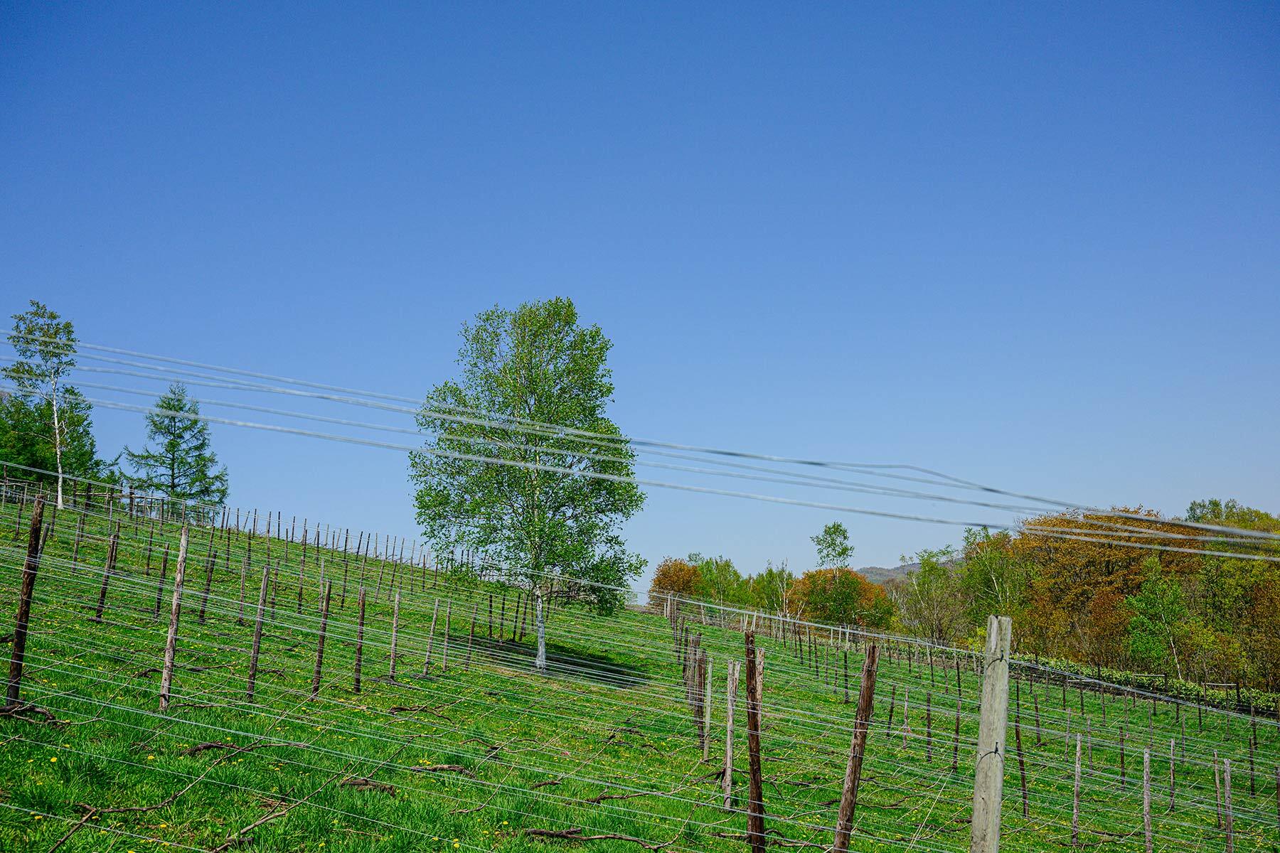 タプ・コプ農場