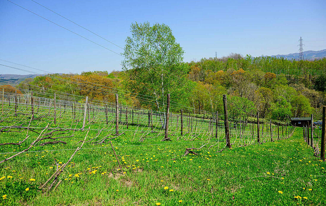 タプ・コプ農場