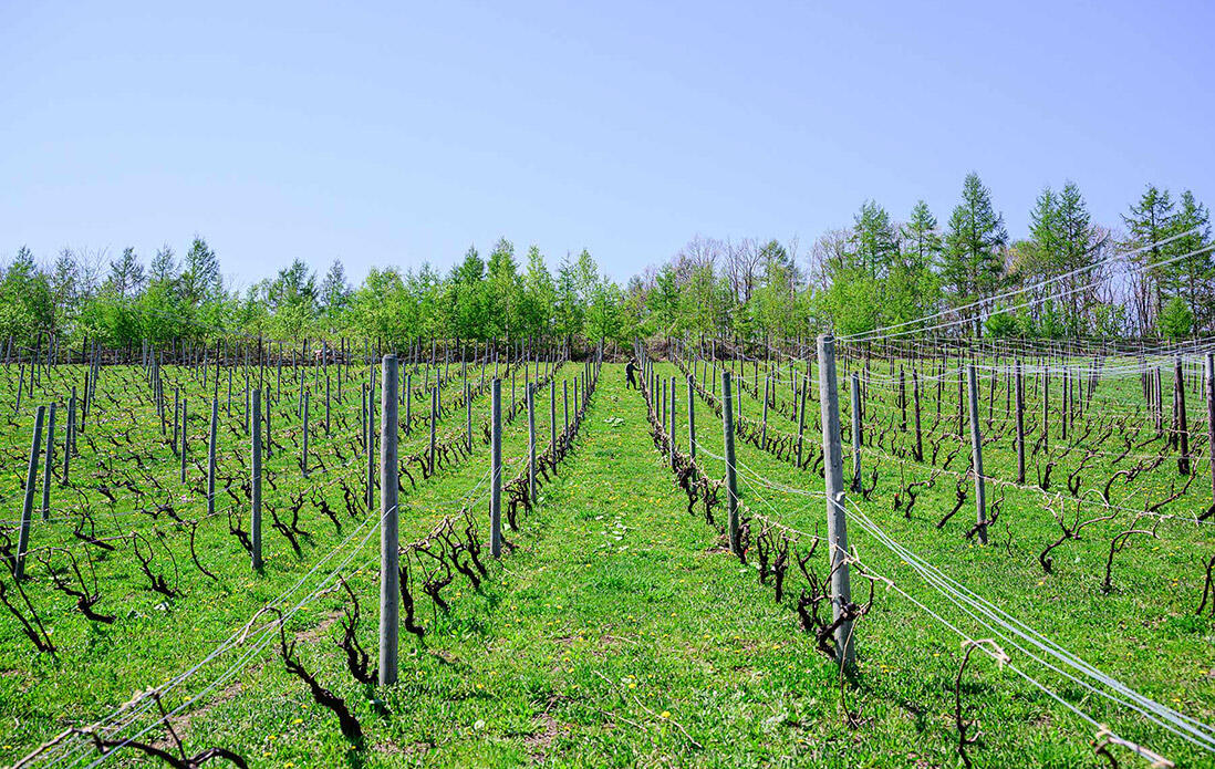 タプ・コプ農場